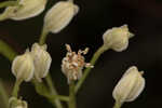 Florida cacalia